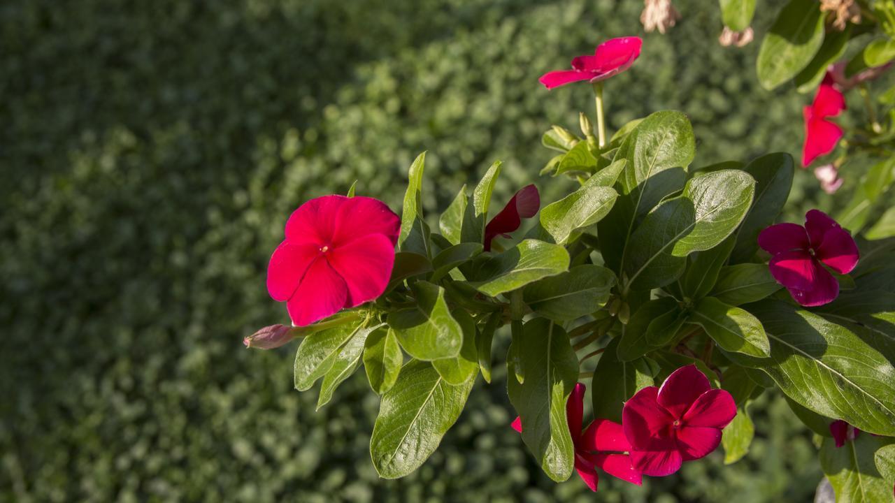דירות Paralía Four Seasons 2 מראה חיצוני תמונה
